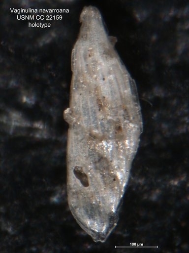 Vaginulina navarroana Cushman, 1936