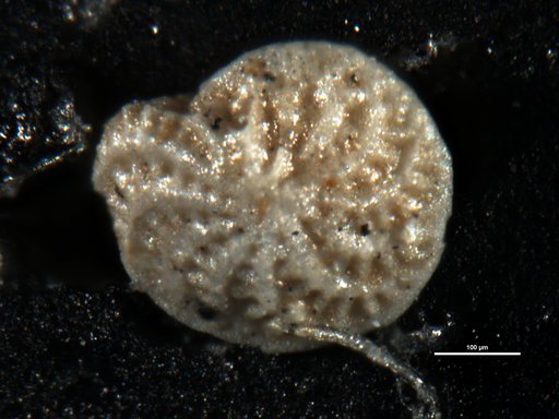 Elphidium sculpturatum Cushman, 1936