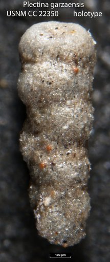 Plectina garzaensis Cushman & Siegfus, 1935