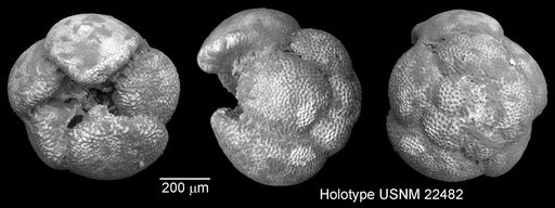 Globigerina altispira Cushman & Jarvis, 1936