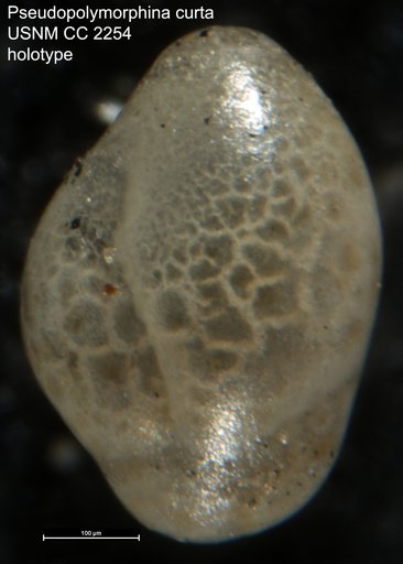 Pseudopolymorphina curta Cushman & Ozawa, 1930
