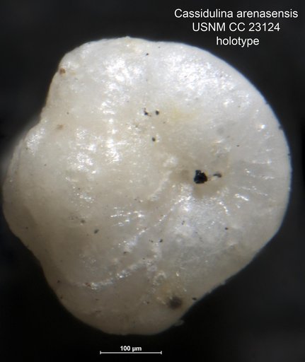 Cassidulina arenasensis Cushman & Bermúdez, 1936