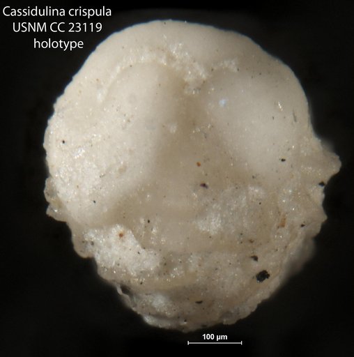 Cassidulina crispula Cushman & Bermudez, 1936