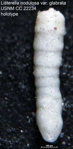 Listerella nodulosa var. glabrata Cushman, 1935