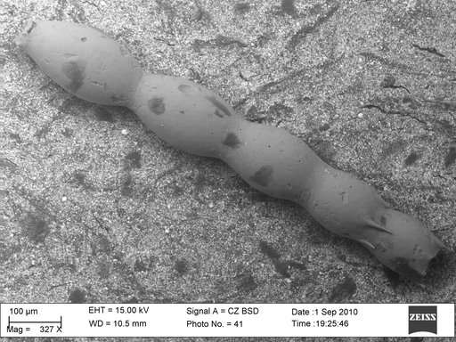 Ellipsonodosaria dentata-glabrata Cushman, 1936