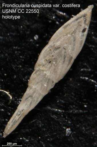 Frondicularia cuspidata var. costifera Cushman, 1936