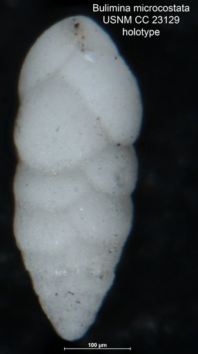 Bulimina microcostata Cushman & Parker, 1936