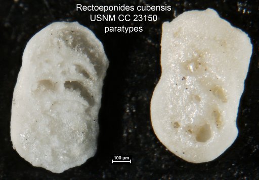 Rectoeponides cubensis Cushman & Bermúdez, 1936