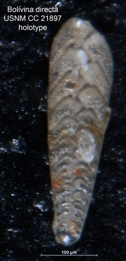 Bolivina directa Cushman, 1936