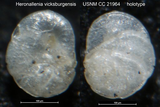 Heronallenia vicksburgensis Cushman, 1935