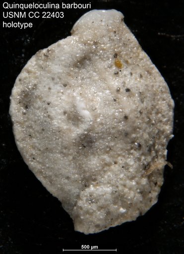 Quinqueloculina barbouri Bermúdez, 1935