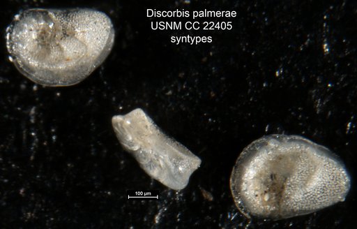 Discorbis palmerae Bermudez, 1935
