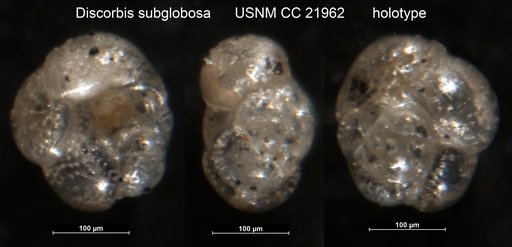 Discorbis subglobosa Cushman, 1935