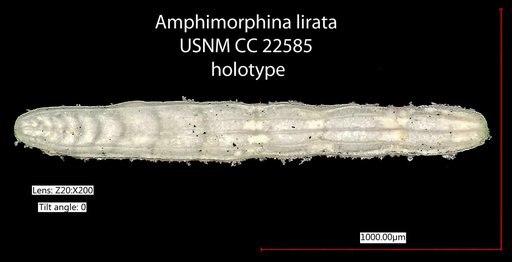 Amphimorphina lirata Cushman & Bermudez, 1936