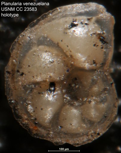 Planularia venezuelana Hedberg, 1937