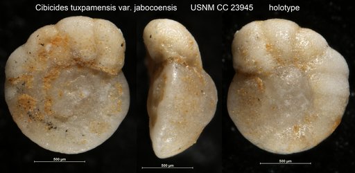 Cibicides tuxpamensis var. jabocoensis Bermudez, 1937