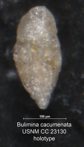 Bulimina cacumenata Cushman & Parker, 1936