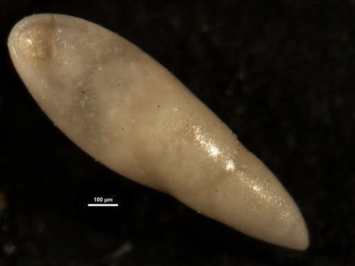 Pleurostomella alazanensis var. cubensis Cushman & Bermudez, 1937