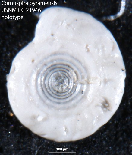 Cornuspira byramensis Cushman, 1935