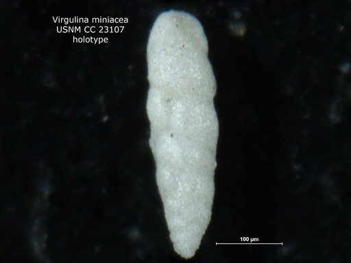 Virgulina miniacea Cushman & Bermúdez, 1936