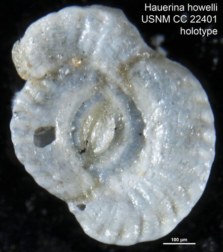 Hauerina howelli Bermudez, 1935