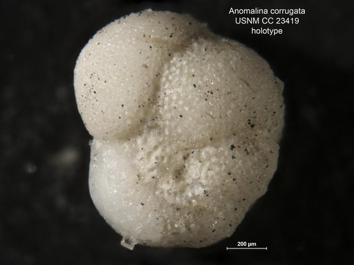 Anomalina corrugata Cushman & Bermúdez, 1937