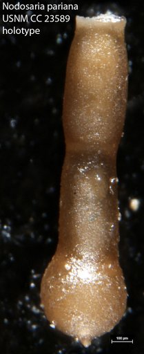 Nodosaria pariana Hedberg, 1937