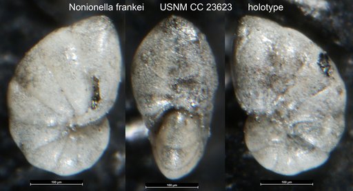 Nonionella frankei Cushman, 1936