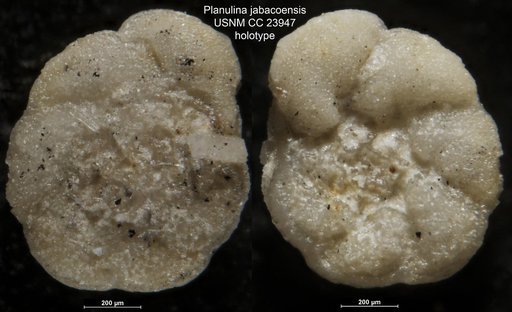 Planulina jabacoensis Bermúdez, 1937