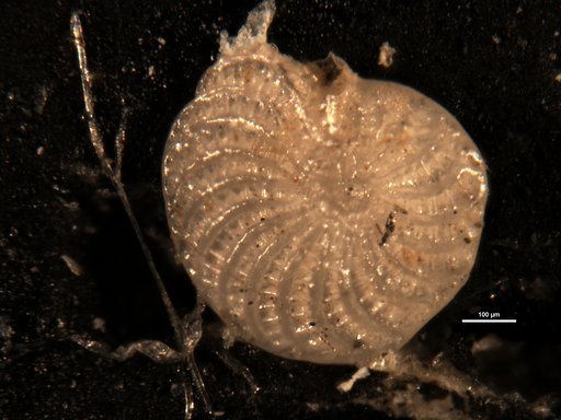 Elphidium novo-zealandicum Cushman, 1936
