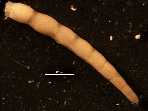 Ellipsonodosaria annulifera Cushman & Bermudez, 1936