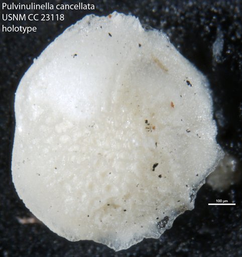 Pulvinulinella cancellata Cushman & Bermudez, 1936