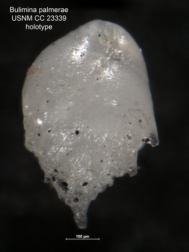 Bulimina palmerae Parker & Bermúdez, 1937