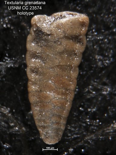 Textularia grenadana Hedberg, 1937