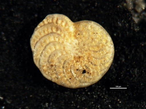 Elphidium crespinae Cushman, 1936
