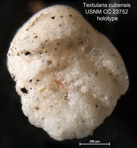 Textularia cubensis Lalicker & Bermudez, 1938