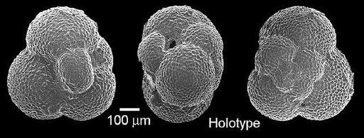 Globigerina dissimilis Cushman & Bermudez, 1937