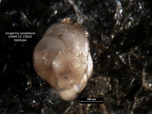 Uvigerina carapitana Hedberg, 1937