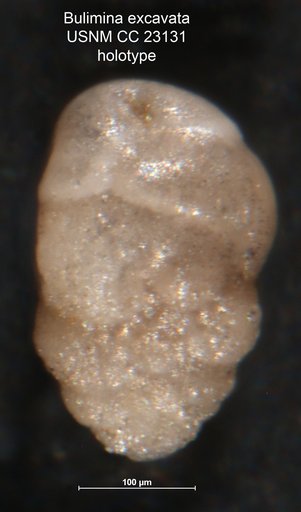 Bulimina excavata Cushman & Parker, 1936