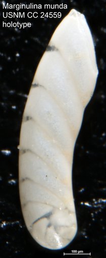 Marginulina munda Cushman, 1938