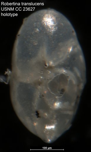 Robertina translucens Cushman & Parker, 1936