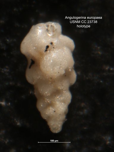 Angulogerina europaea Cushman & Edwards, 1937