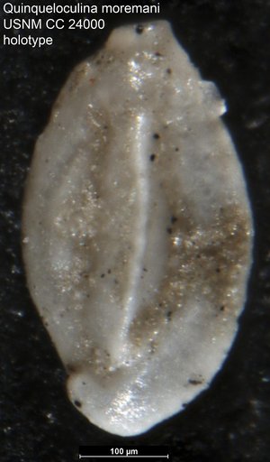 Quinqueloculina moremani Cushman, 1937