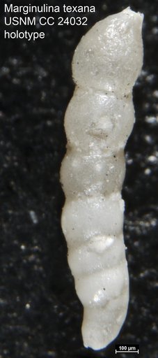 Marginulina texana Cushman, 1937
