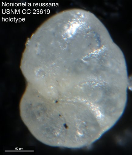Nonionella reussana Cushman, 1939