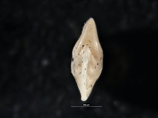 Robulus spisso-costatus Cushman, 1938