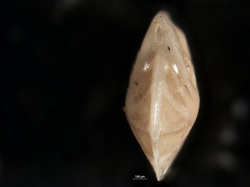Robulus pseudo-secans Cushman, 1938