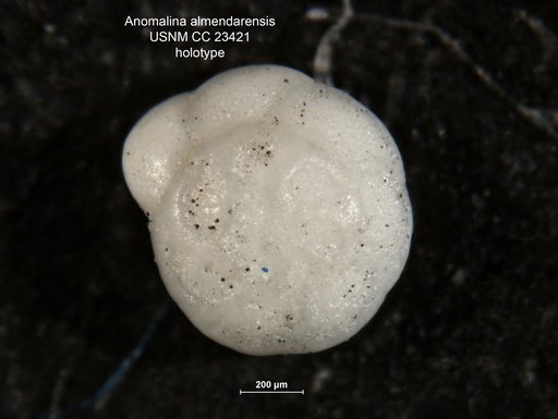 Anomalina almendarensis Cushman & Bermúdez, 1937