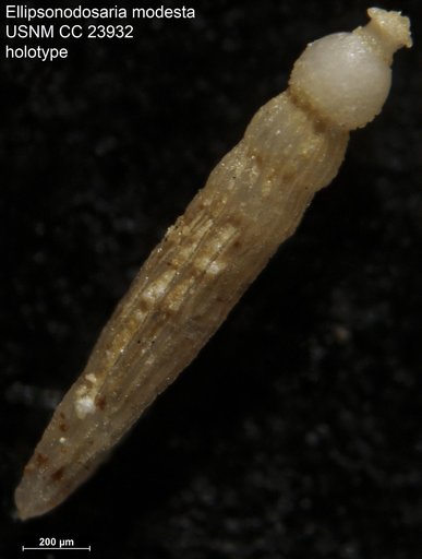 Ellipsonodosaria modesta Bermudez, 1937