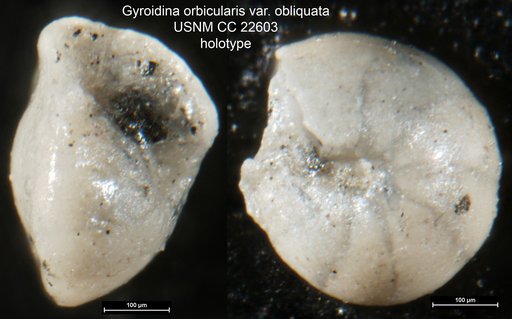 Gyroidina orbicularis var. obliquata Cushman & McMasters, 1936